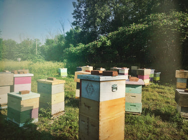 Abeilles Ruches Miel de la Garde Miel biologique